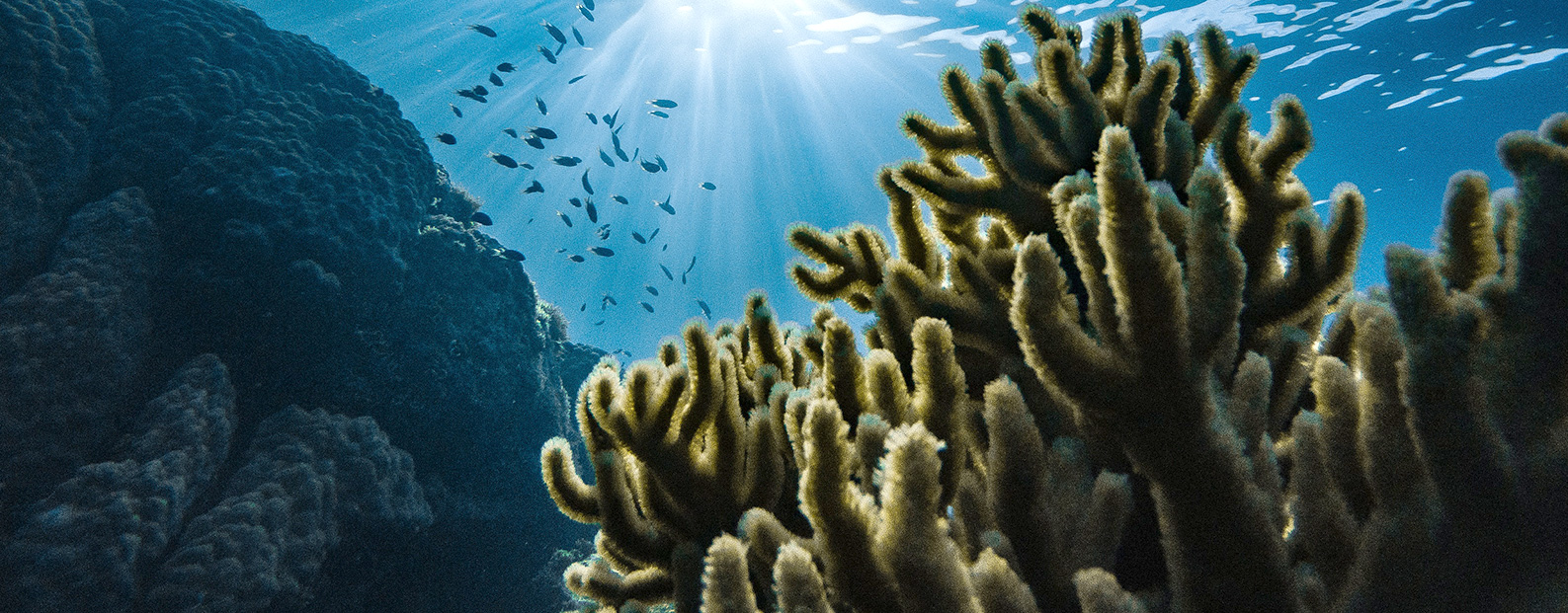 雷火电竞中水回用、、陶瓷膜、、石墨烯膜、、黑金膜公众号，，接待您扫码关注！！！